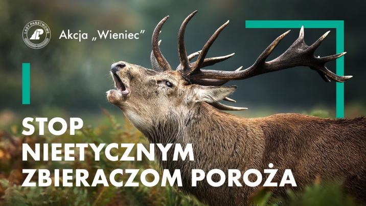 Infografika&#x20;Wieniec