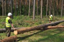 Wycinanie drzew z lasu prywatnego